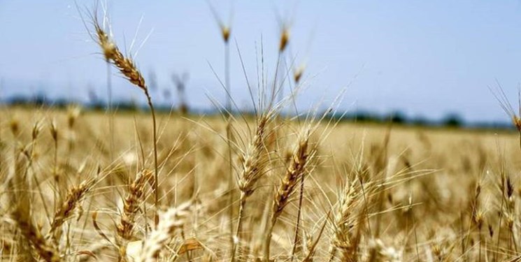 تعاون روستایی کرمانشاه از مزرعه داران  ۱۱۵ تن گندم خرید