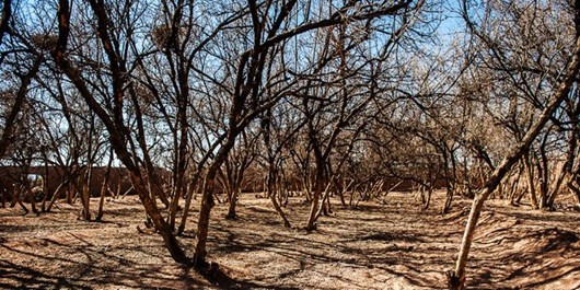 خشکسالی محصول باغات کرمانشاه را کاهش داد