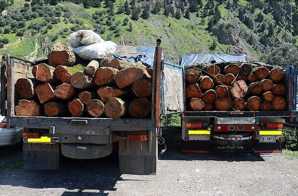 دستگیری قاچاقچیان چوب در سنقر و کلیایی