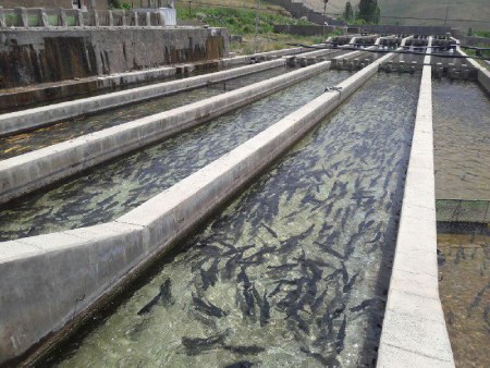 پیش بینی تولید ۱۶ هزار و ۷۰۰ تن ماهی قزل آلا در کرمانشاه