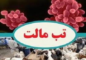 کاهش ۴۵ درصدی مبتلایان به تب مالت در استان کرمانشاه