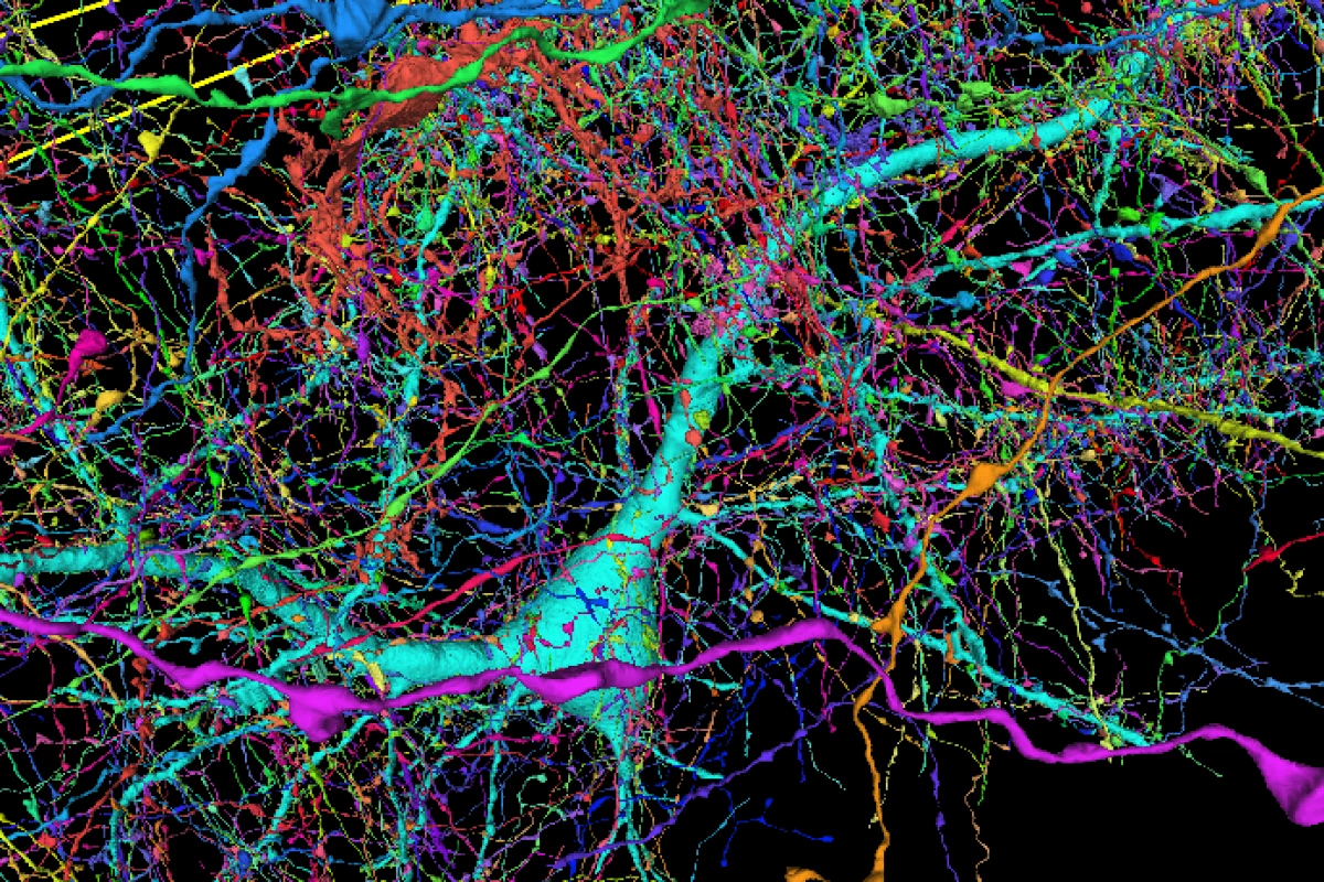تهیه نقشه سه‌بعدی مغز توسط محققان گوگل و هاروارد