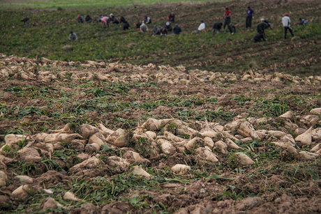 برآورد برداشت ۶۵۰ هزار تن چغندر قند بهاره از مزارع کرمانشاه