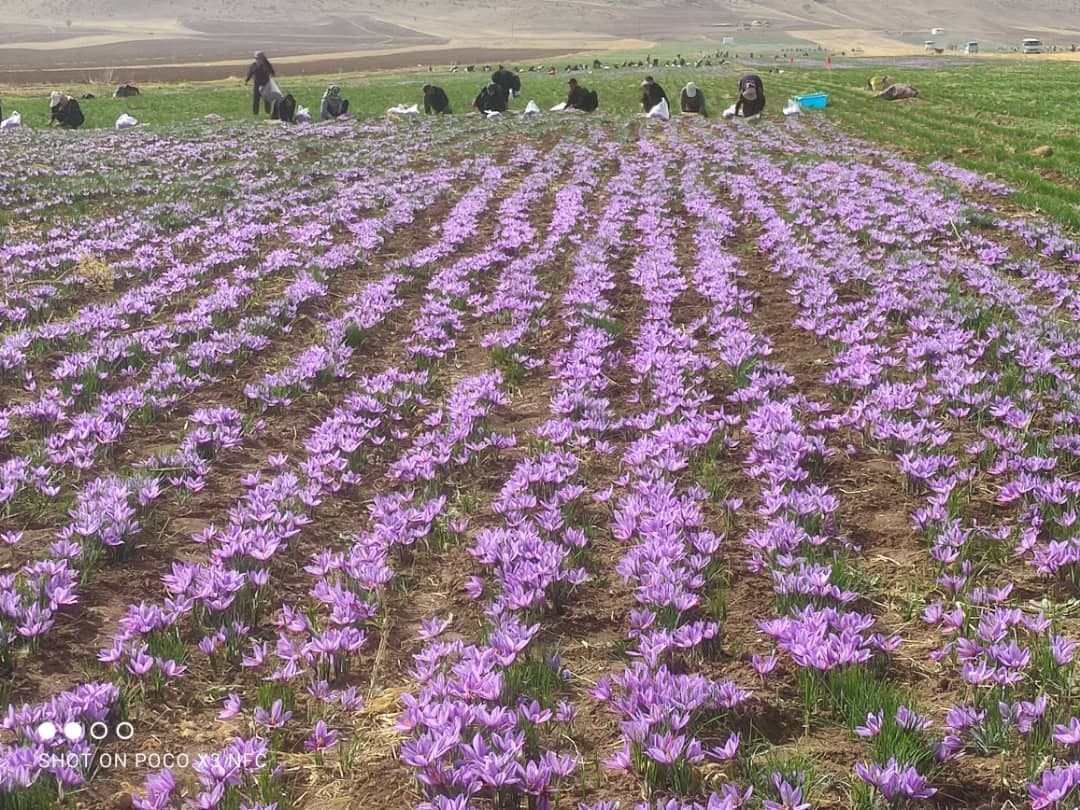 آغاز برداشت زعفران از مزارع استان کرمانشاه