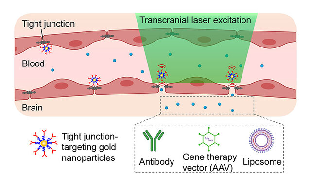 روش جدید محققان برای دور زدن سد خونی مغزی