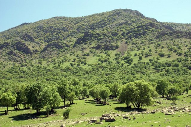 احیاء سالانه حدود ۱۰۰۰ هکتار از جنگل‌های کرمانشاه