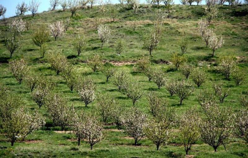 افزوده شدن ۵۰۰ هکتار به سطح باغات استان کرمانشاه