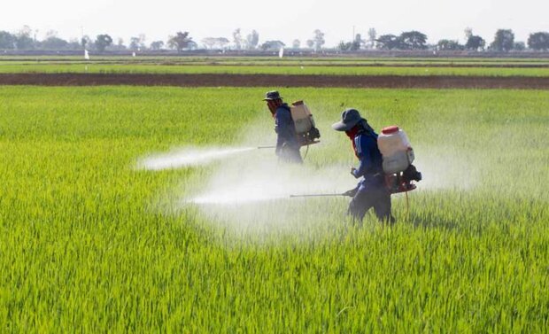 آغاز سمپاشی مزارع در مناطق سردسیر استان کرمانشاه