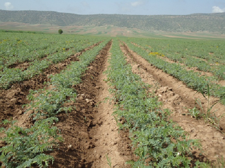 خسارت خشکسالی به مزارع دیم شهرستان قصرشیرین