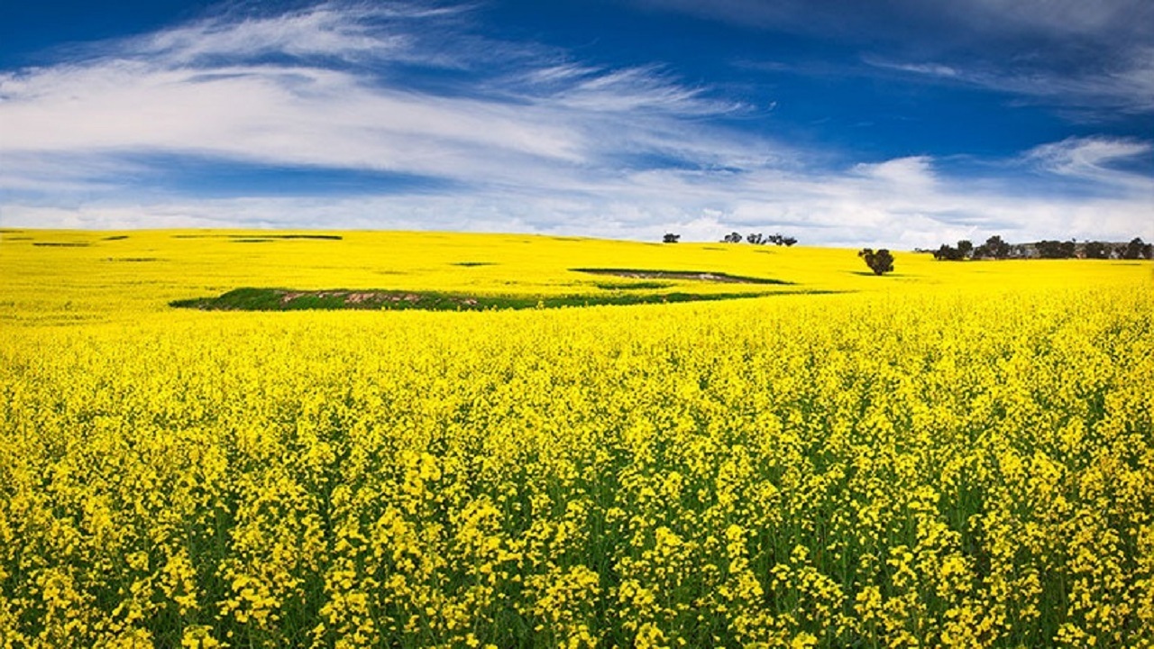 آغاز کشت دانه روغنی کلزا در مناطق سردسیری