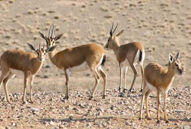 آغاز سرشماری پاییزه پستانداران در کرمانشاه