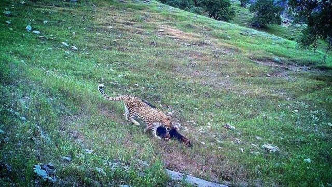 ثبت تصویر یک قلاده پلنگ ایرانی برای دومین بار در منطقه حفاظت شده بوزین و مرخیل