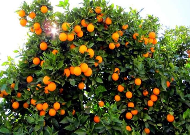 “درخت میوه” در پارک‌های کرمانشاه کاشته می‌شود
