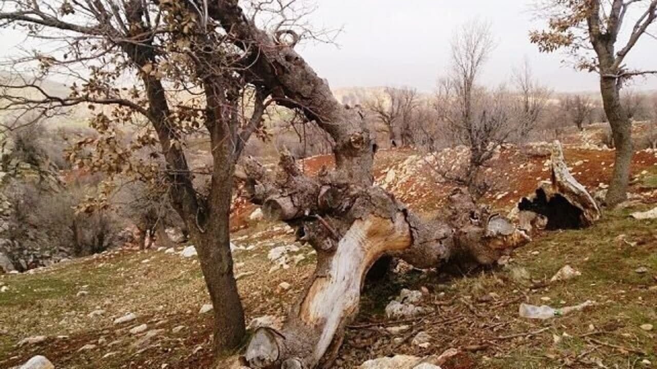 تیراندازی متخلفان به ماموران یگان حفاظت منابع طبیعی استان کرمانشاه