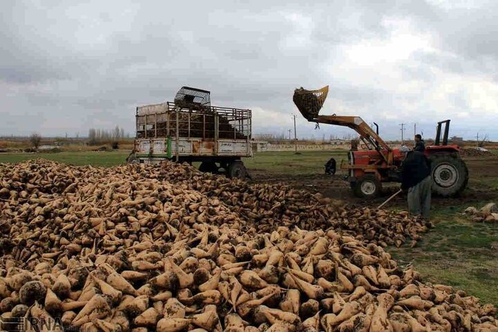 پیش بینی برداشت ۸۰هزار تن چغندرقند پاییزه ازمزارع گرمسیری کرمانشاه