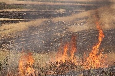 به صدا در آمدن زنگ خطر آتش سوزی در مزارع و مراتع