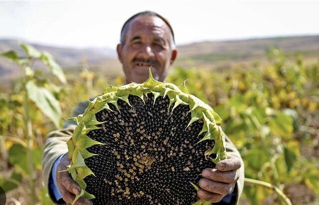 آغاز برداشت آفتابگردان آجیلی در سنقروکلیایی