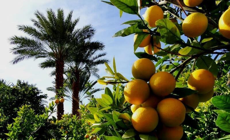 جشنواره مرکبات در قصرشیرین برگزار می شود