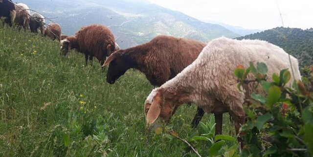 ورود عشایر به مراتع مناطق قشلاقی کرمانشاه تا ۱۵ آبان ممنوع است