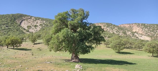 حفاظت از ۱۴ درخت ثبت ملی شده کرمانشاه تشدید می‌شود 