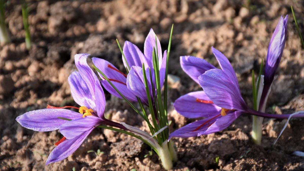 کشت زعفران برای اولین بار در سرپل ذهاب