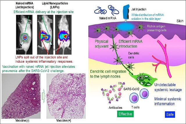 احتمال واکسیناسیون mRNA برهنه ضد کرونا با کاهش اثرات التهابی و حذف عوارض جانبی