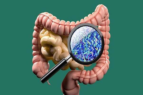 میکروبیوم قوی روده می تواند در مبارزه با عفونت موثر باشد