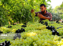 جشنواره انگور «کندوله» برگزار می‌شود