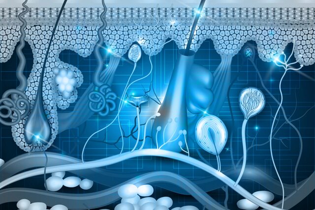 دانشمندان سلول‌های پوست انسان را ۳۰ سال جوان‌تر کردند